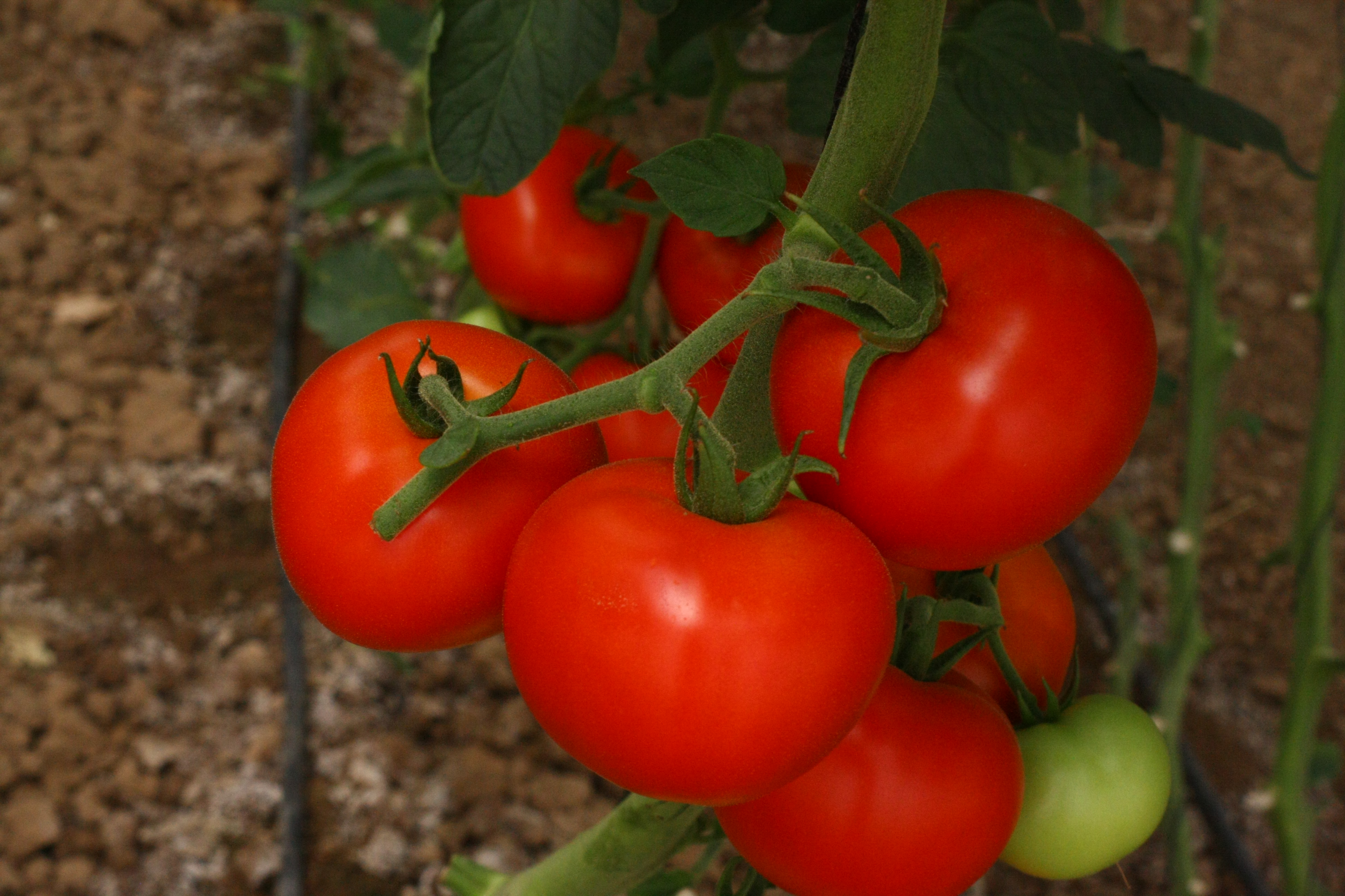 Tomato Indeterminate Type Shneor Seed Co.
